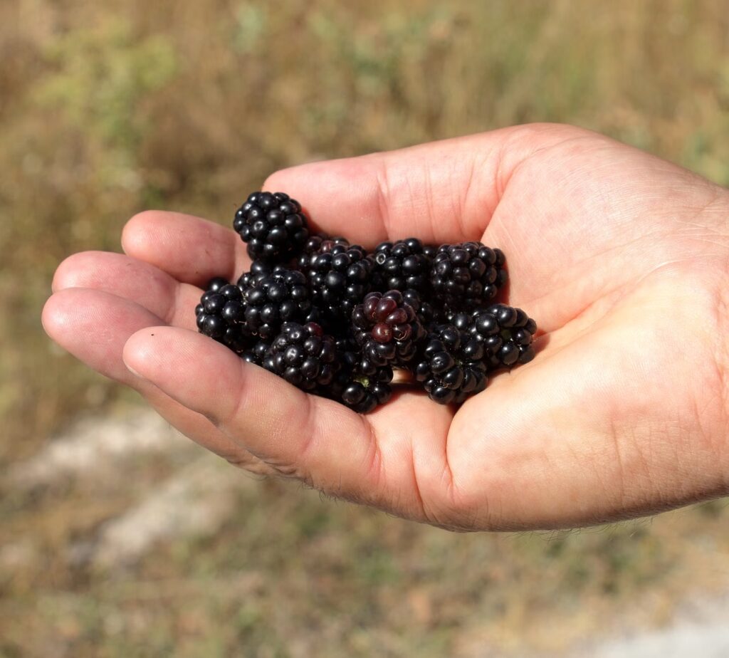 BlackBerry Q2 results