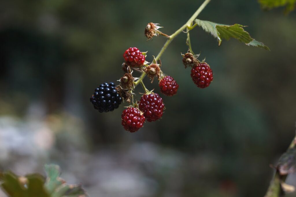 BlackBerry Q2 results