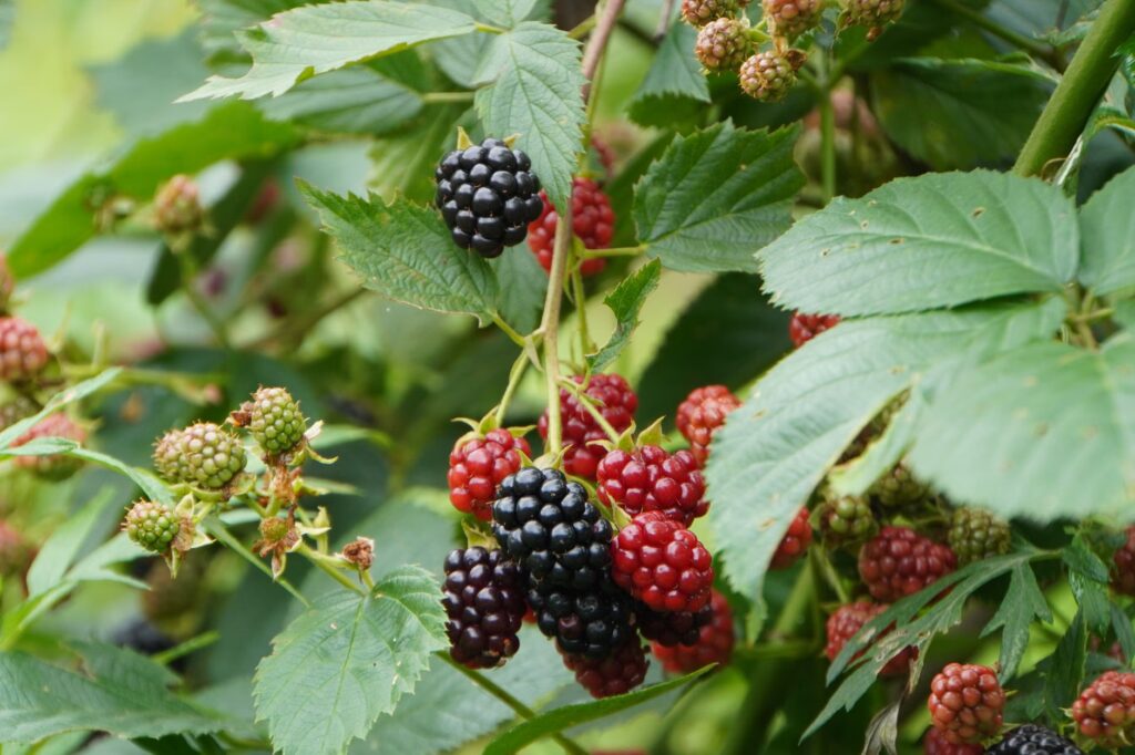 BlackBerry Q2 results
