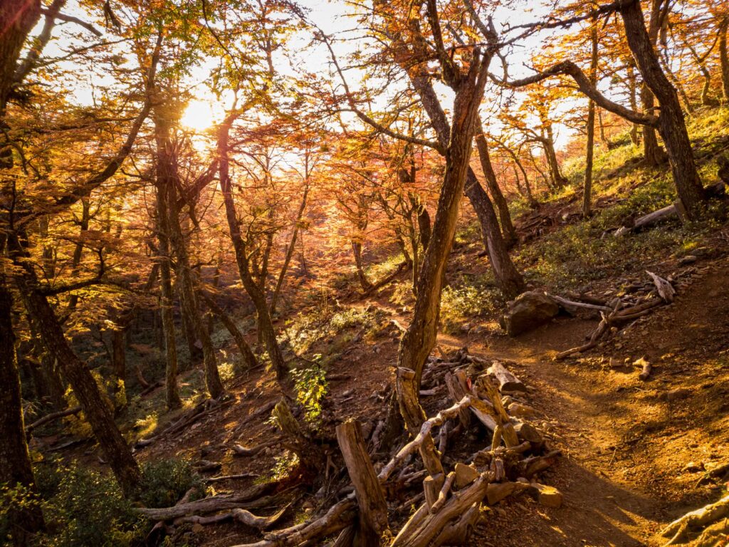 El Niño fall forecast
