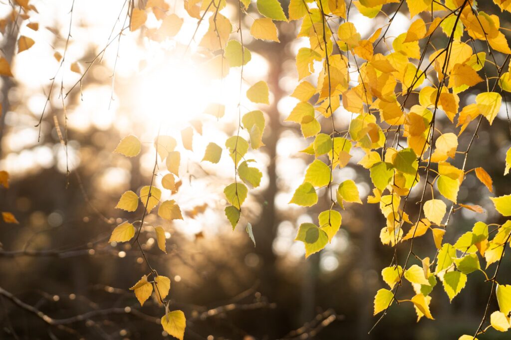 El Niño fall forecast